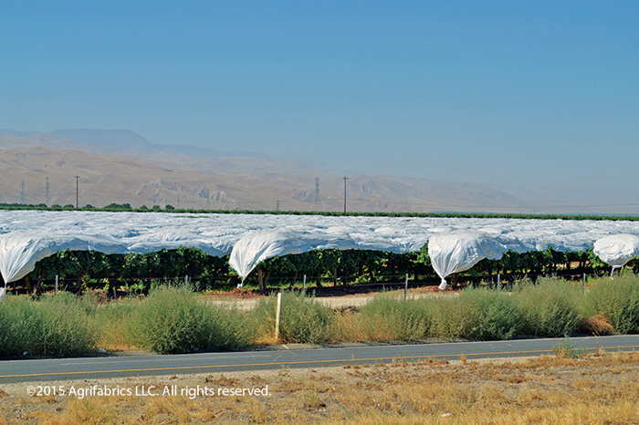 AgroFabric covers a grove of citrus trees during a frost.