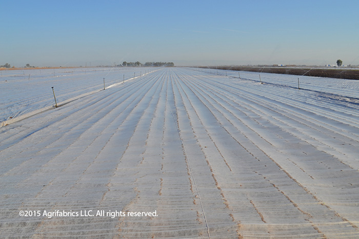 California organic growers use lightweight AgroFabric for insect protection on young plants.