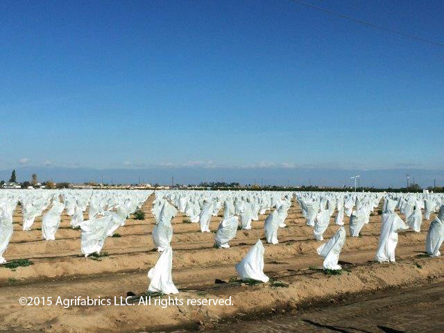 AgroFabric sewn into bags to cover sensitive fruit trees.