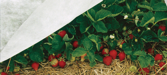 AgroFabric® creates a stable, favorable microclimate by capturing extra heat during the day — and then slowing the loss of stored heat at night from the soil.