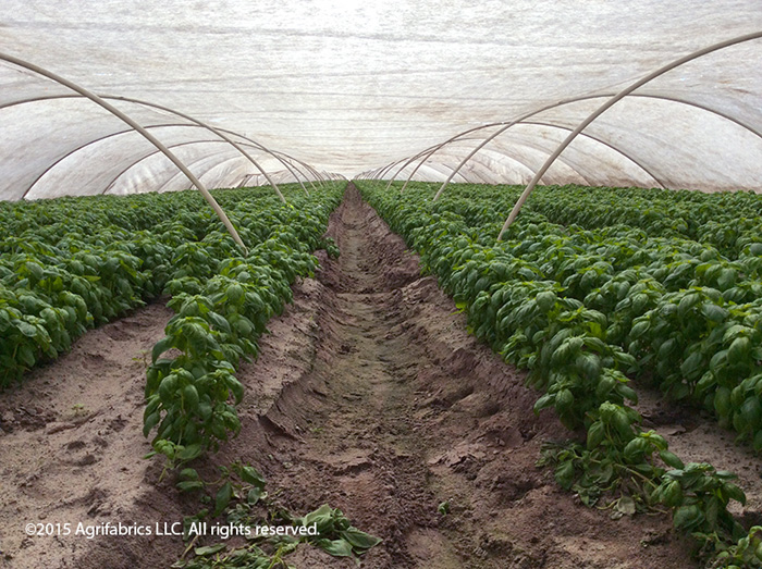 AgroFabric Pro34 applied with hoops provides overnight frost protection for basil plants.