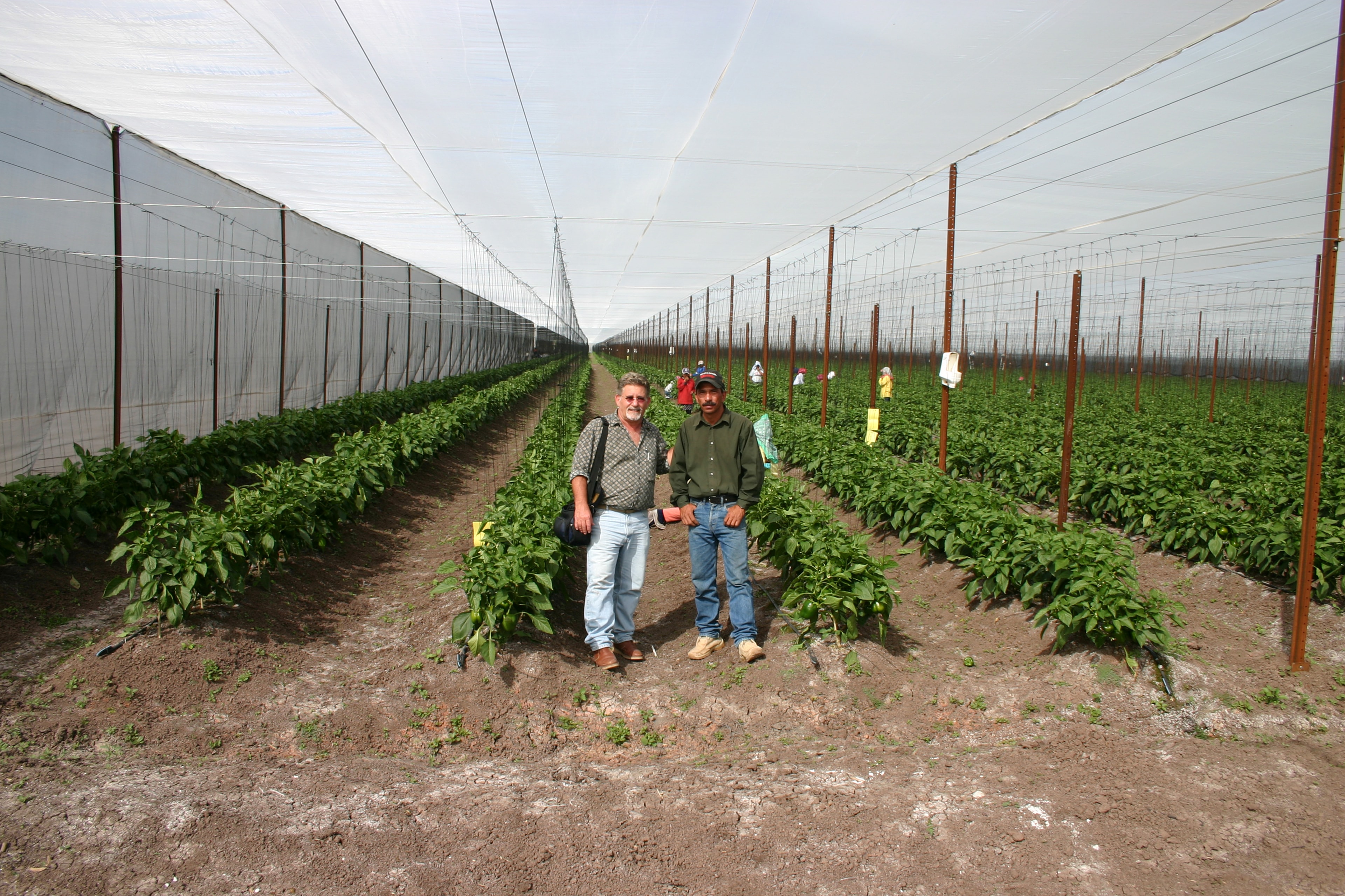 Peppers Grown Under Screen Structure