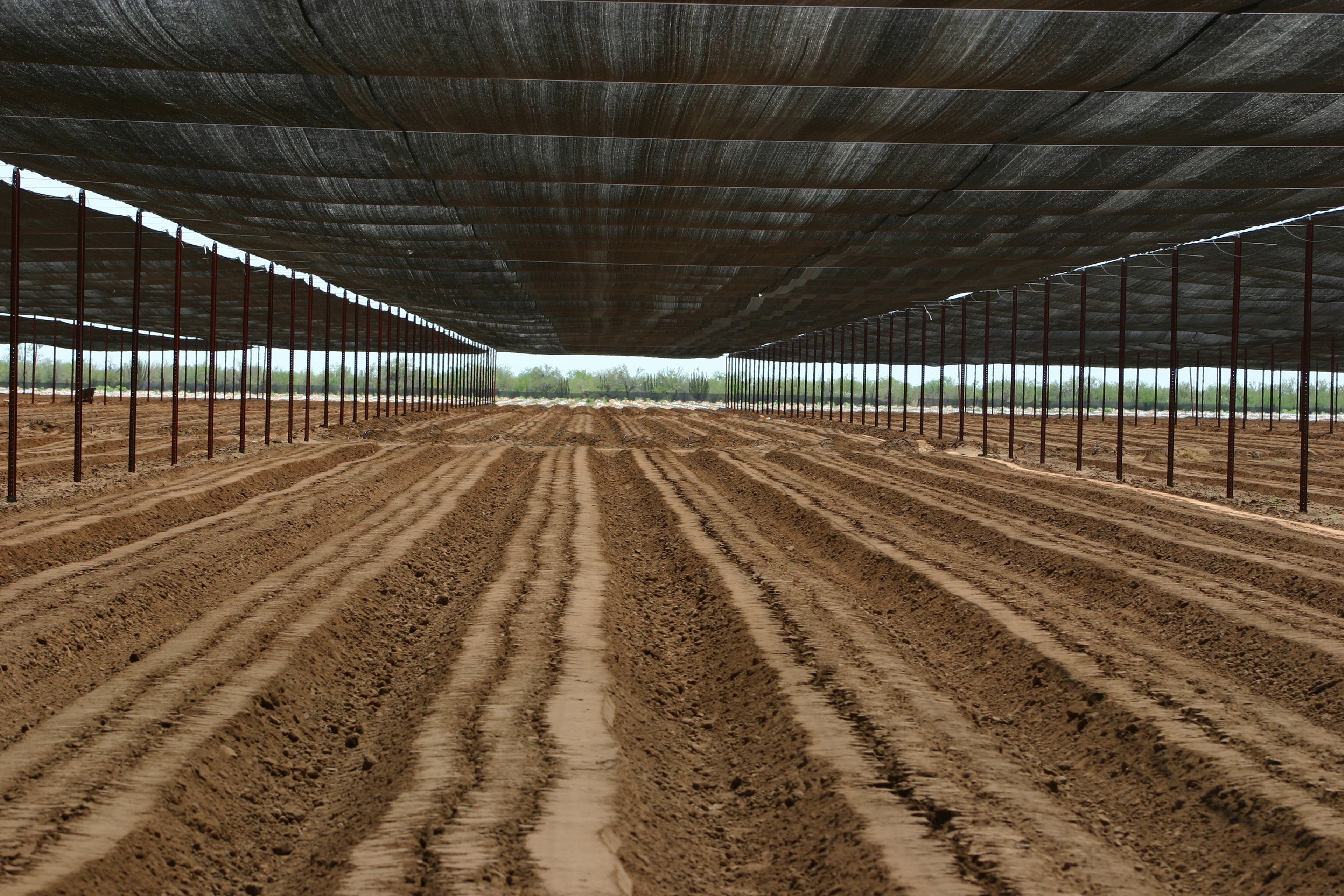 Wide Span Shade Structure