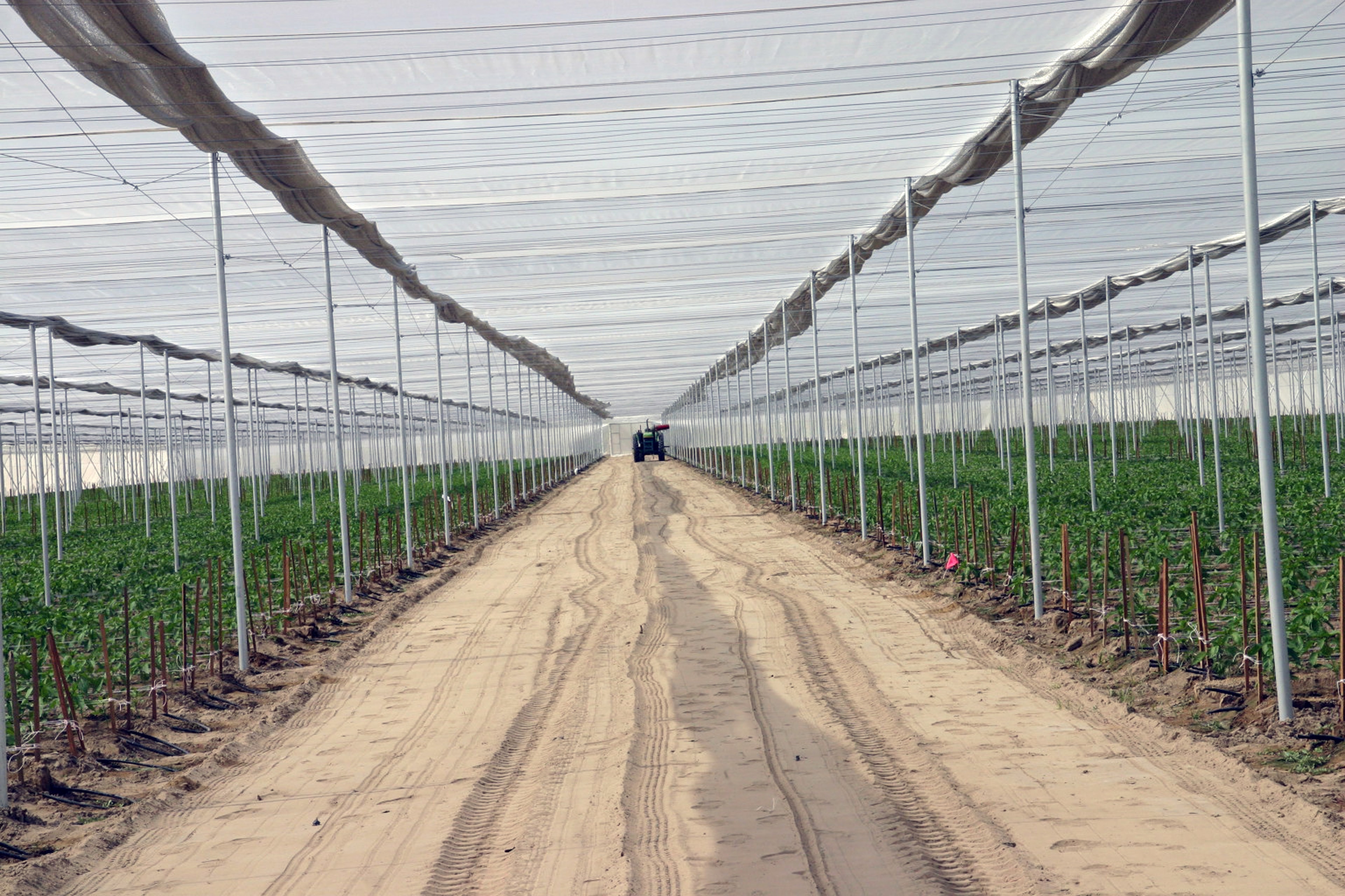 Interior of 1,300' Long Insect Protective Structure