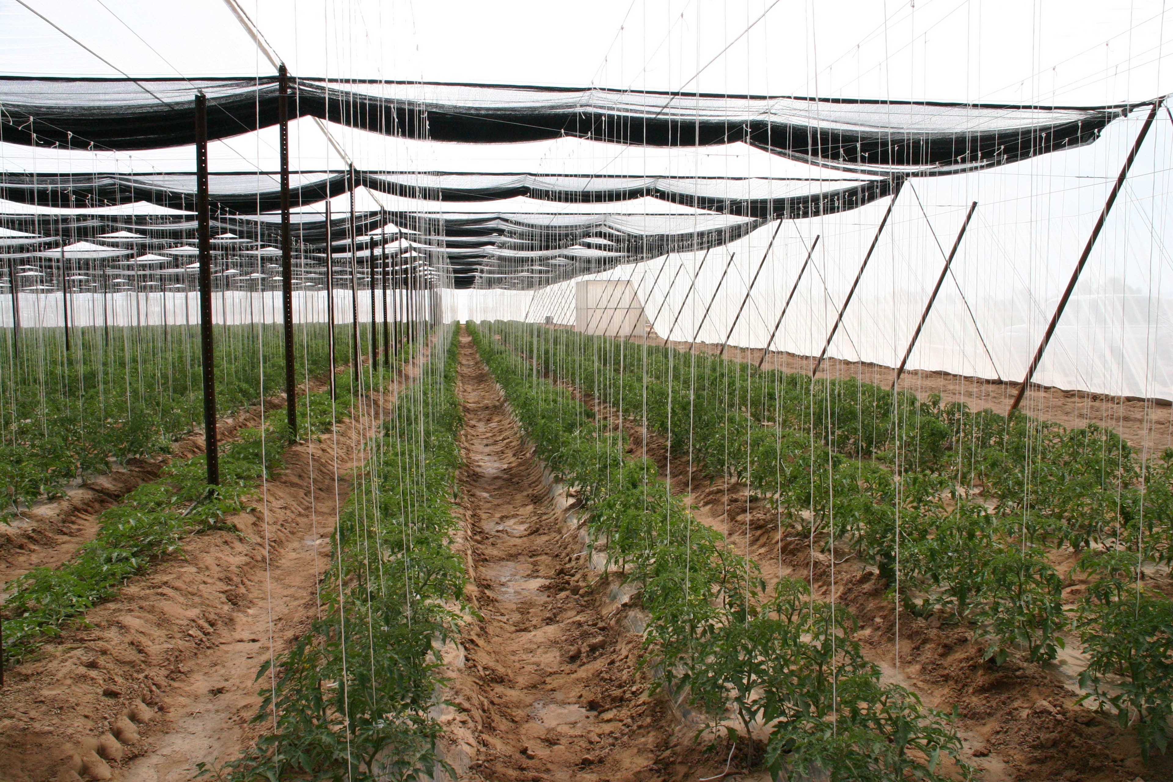 Screen Structure with Trellising System