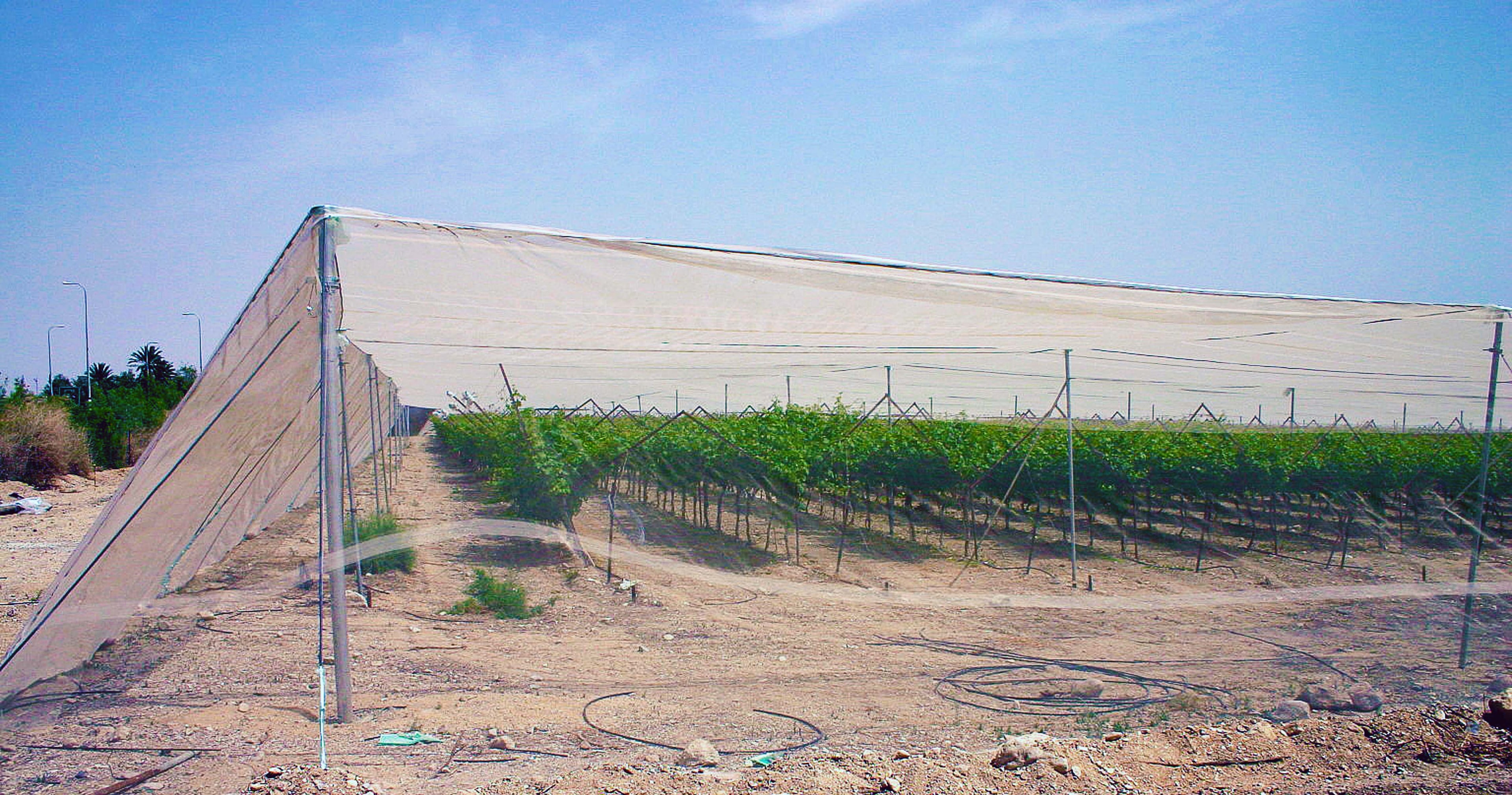 Shade Structure & Trellis for Grapes