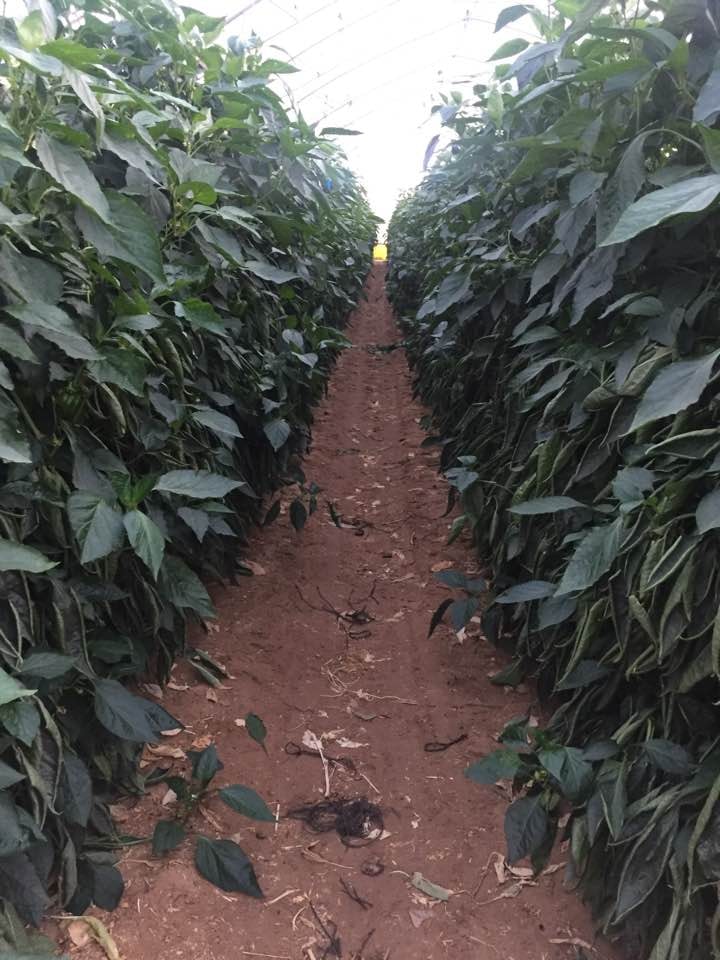 Peppers — Neot Hakikar