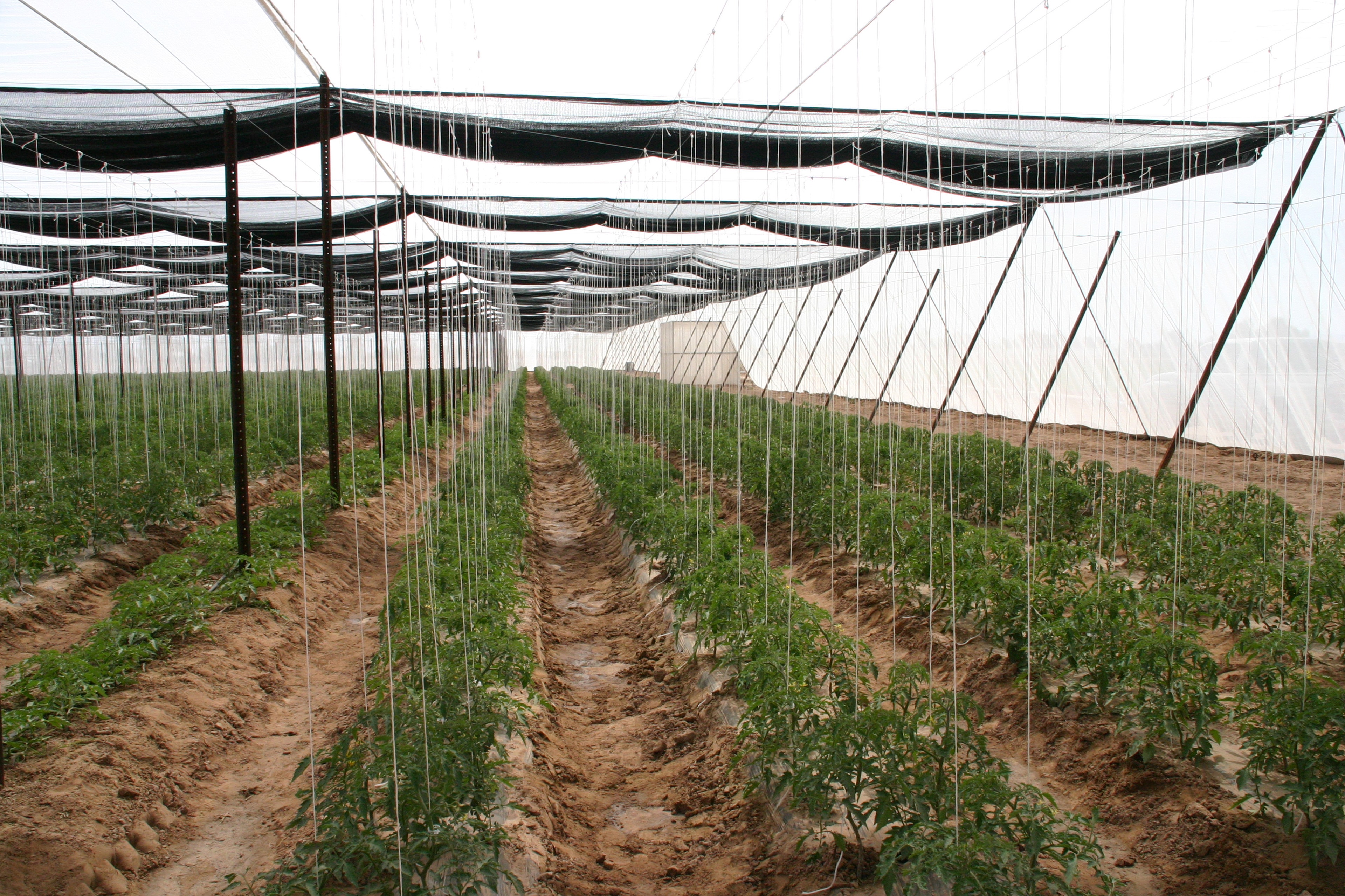 Trellised Tomatoes in Structure