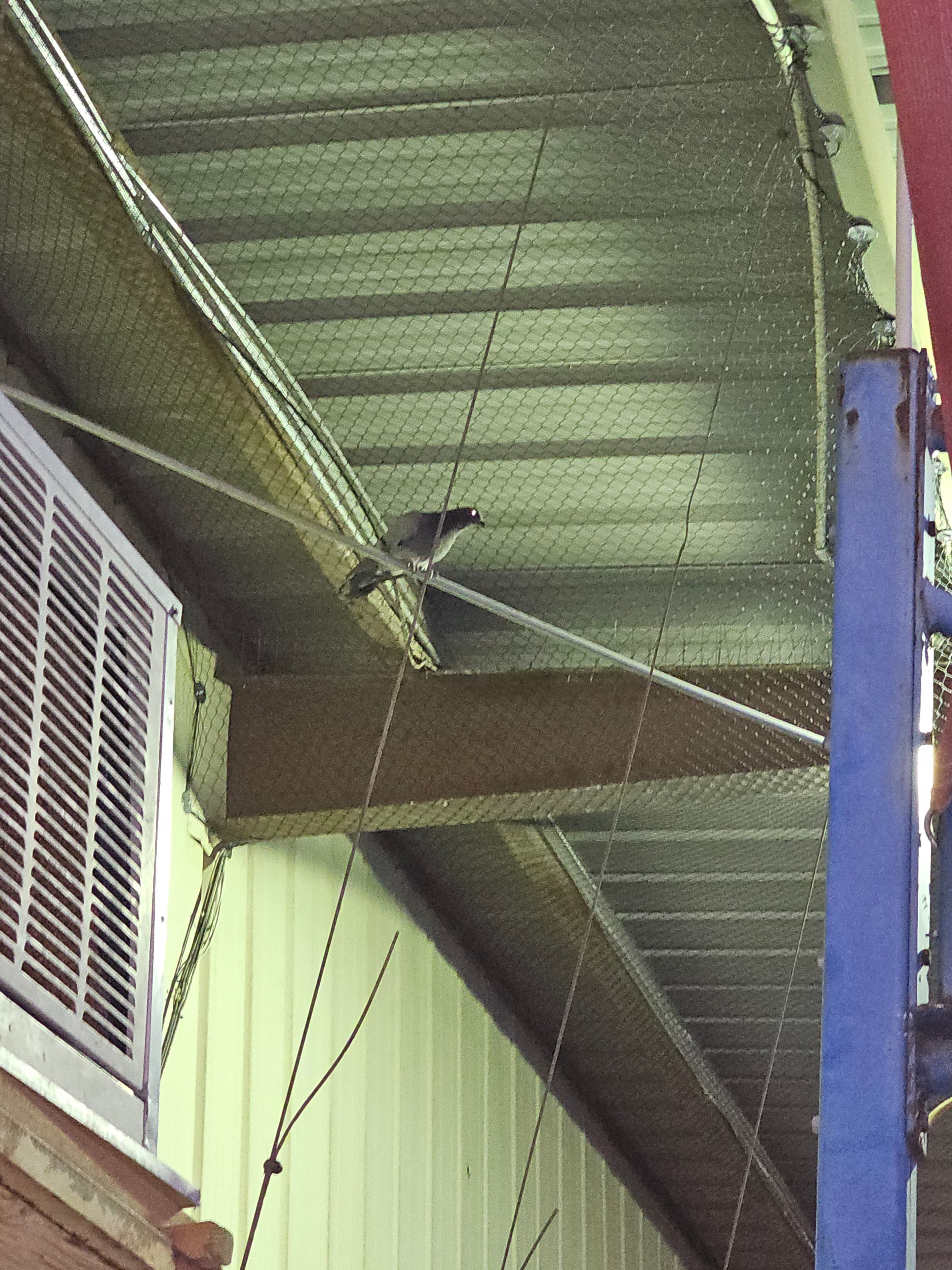 Bird Exclusion Netting