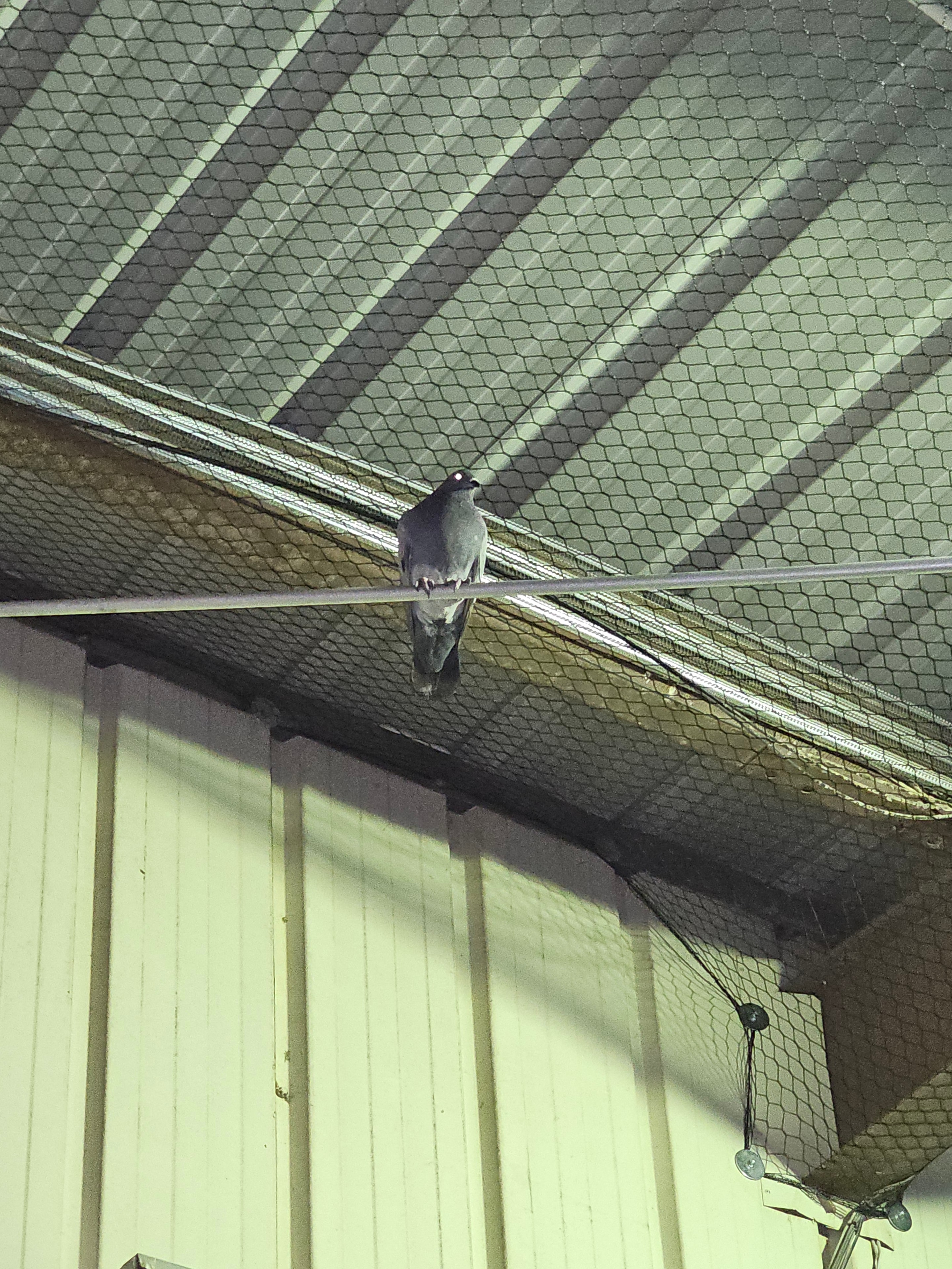 Bird Exclusion Netting — Detail