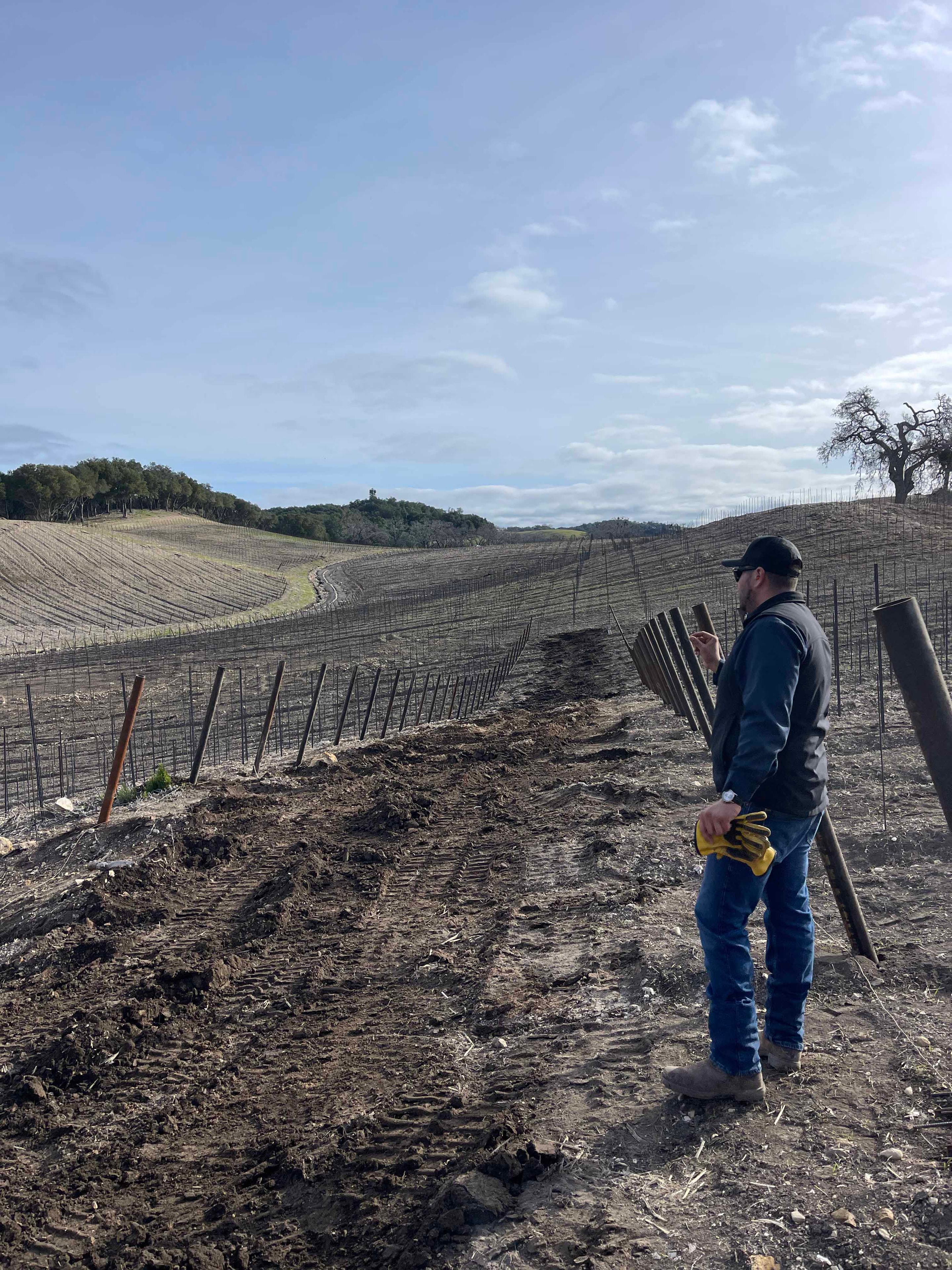 Vineyard Trellising