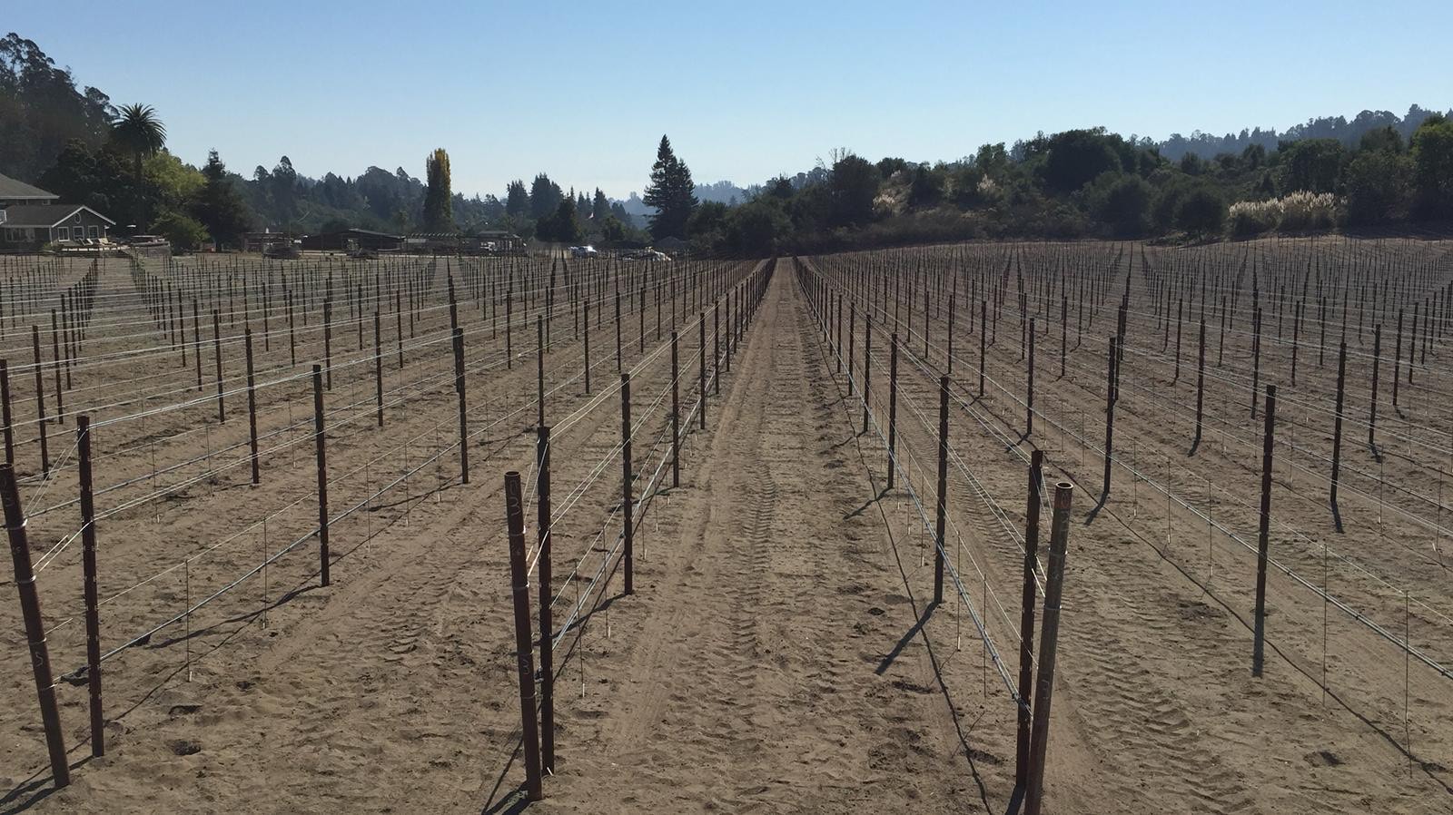 Vineyard Trellising — Mountain View