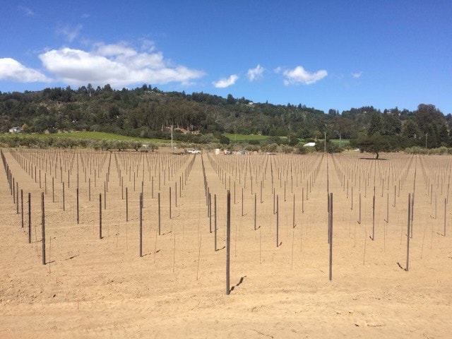 Vineyard Trellising — Sandy Soil