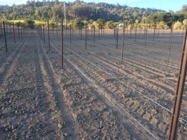 Vineyard Trellising — Forest Background