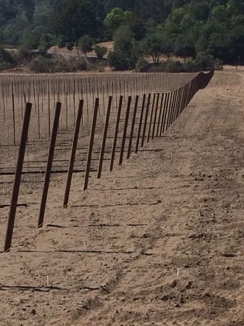 Vineyard trellising — boundary post row along field edge.