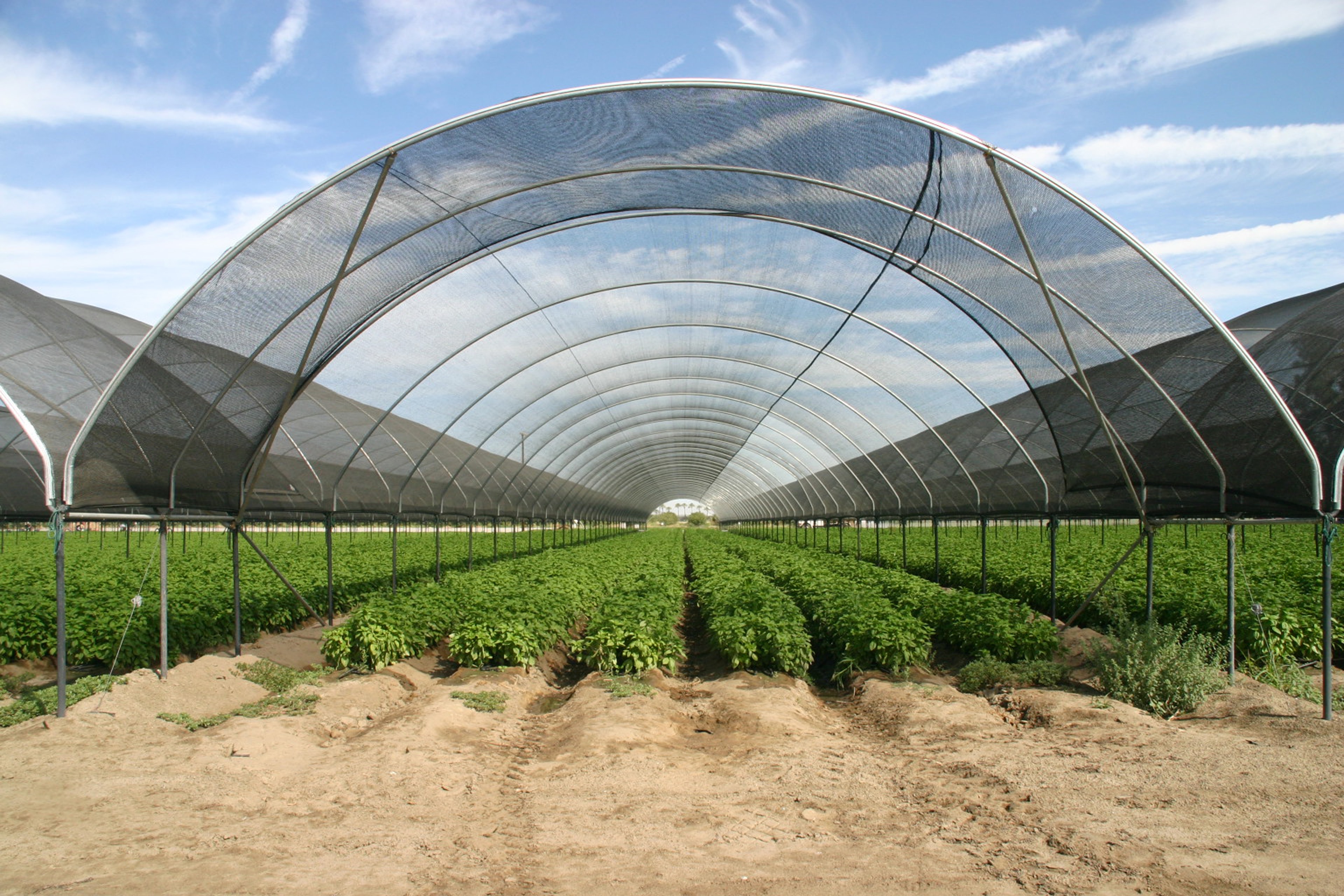 Shade on Hoop Houses