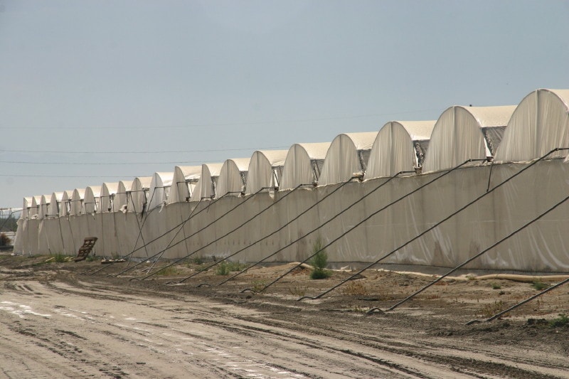 High Tunnels with Top Vents