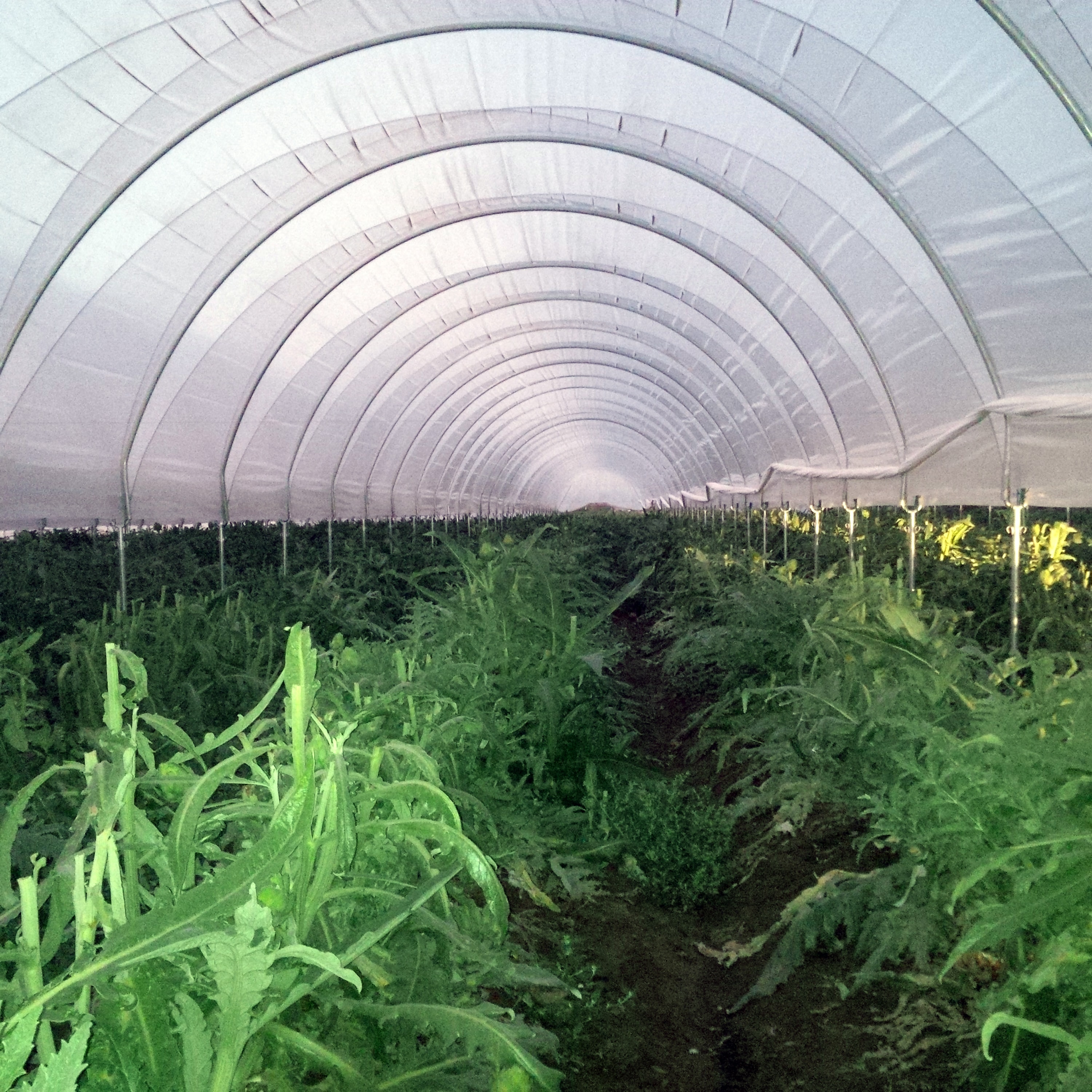 Hoop Houses Covering Artichoke