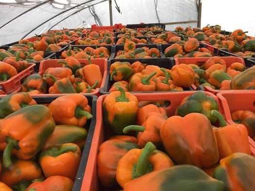 Orange Bell Peppers
