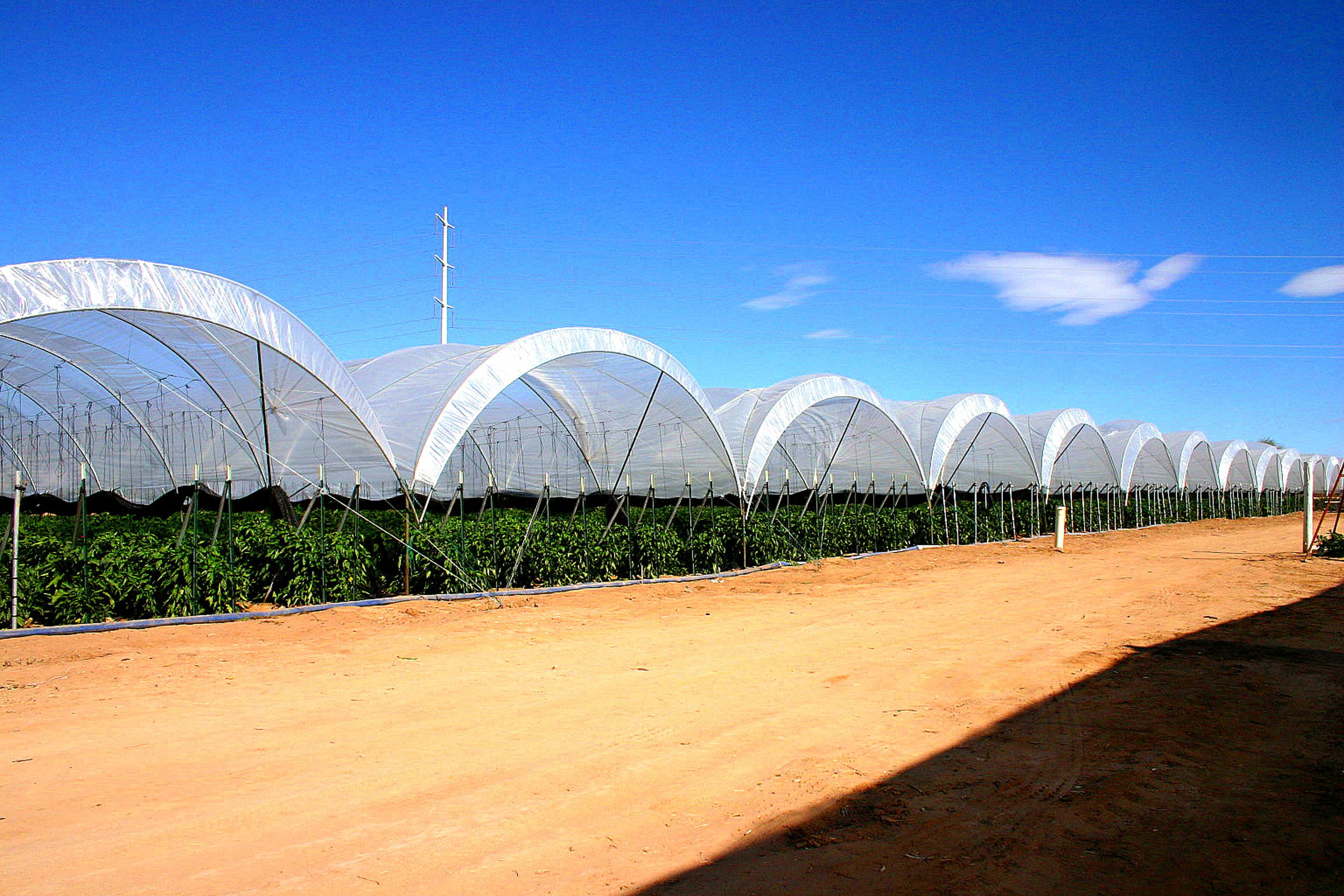 Red Peppers Under 13' Tall, 24' Wide Tunnels