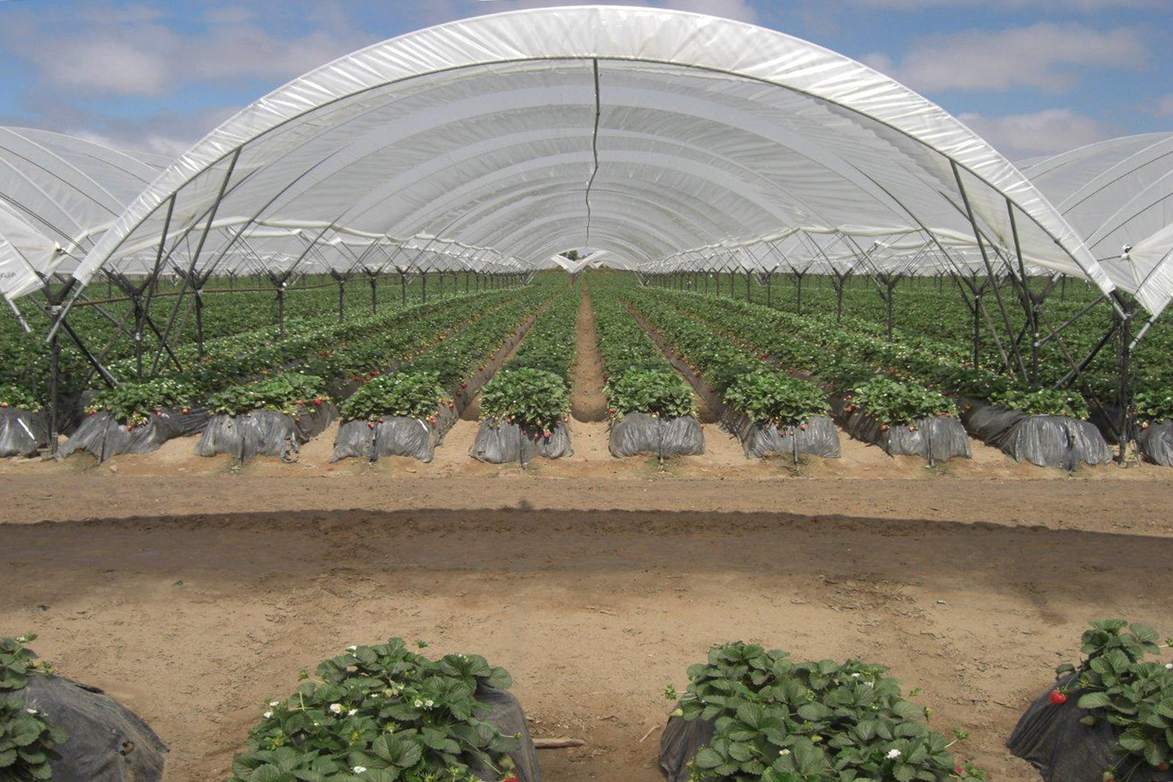 Strawberries Tunnel with Purlin and Extra Supports