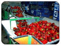 Hybrid Sweet Red Pepper.