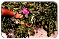Monitoring Equipment Station placed in a Red Pepper field.