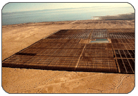 One Section (1 mile X 1 mile area) developed with trees and 30 miles Windbreaks.