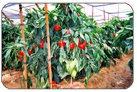 Trellised Red Peppers.
