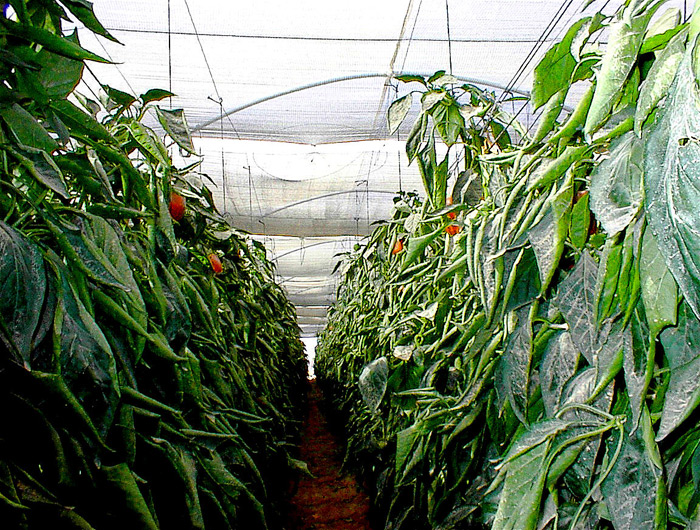 Red & Yellow Peppers with Overhead Trellis under Tunnels and Shade.