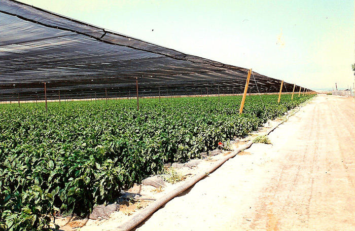 Shade Structure over Red Peppers.