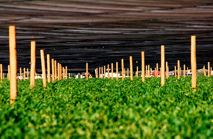 Vegetable Shade with wooden poles.