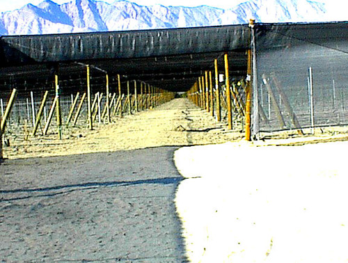 Double Shade (Fixed & Retractable), with Wood Pole Trellising.