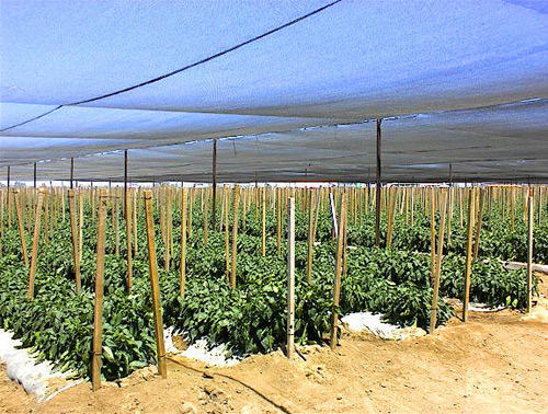 Peppers with Pole Trellis under Shade.