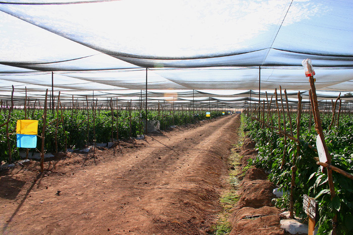 Pole Peppers under 12' tall Shade Structure.