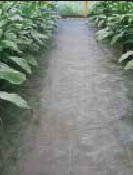 Black woven polypropylene ground cover in a nursery