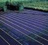 White reflective woven polypropylene ground cover in a rose growing operation