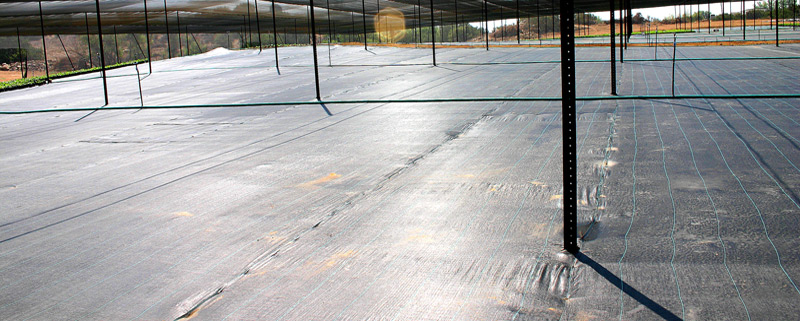 Woven polypropylene ground cover installed in a nursery row