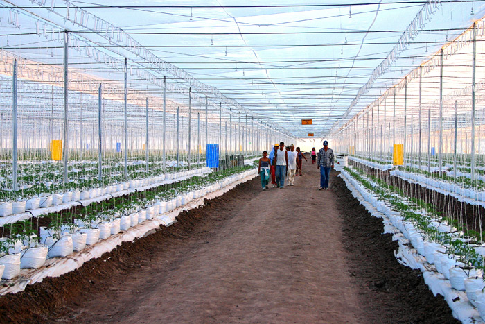 Hydroponic Tomatoes under Screen - early stage of growth.