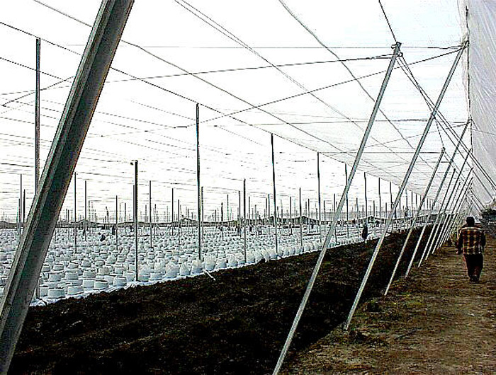 Hydroponic Tomatoes under Screen - prep stages 2.