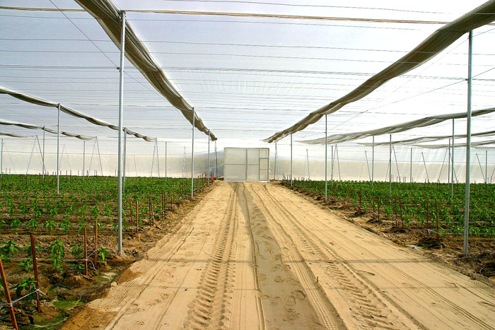 Interior road and Double Door in a Screen Structure.