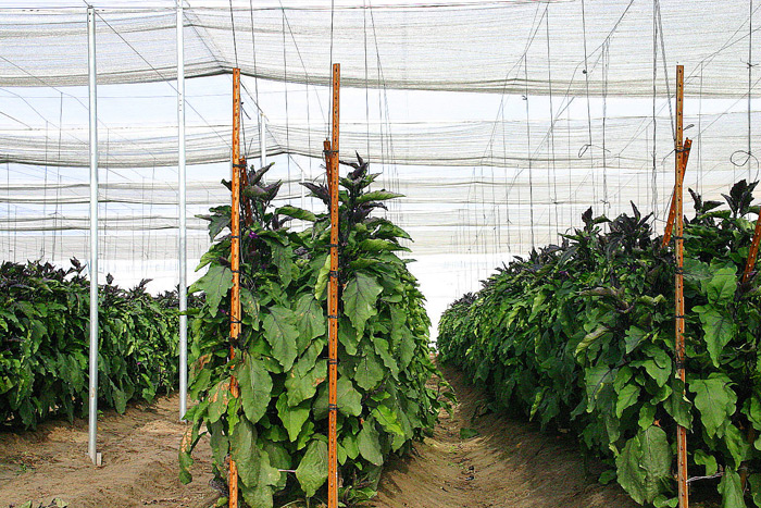 Japanese Eggplant supported by Overhead Trellis, under 50 mesh Screen.