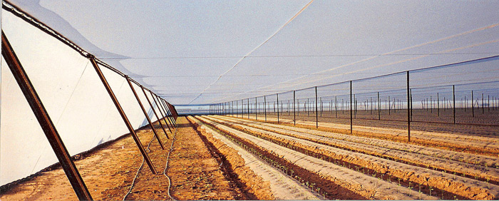 Organic Crop covered with Insect Screen.