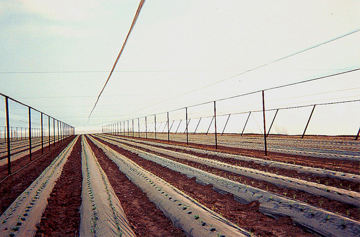 Organic Crop Protection with Insect Screen.