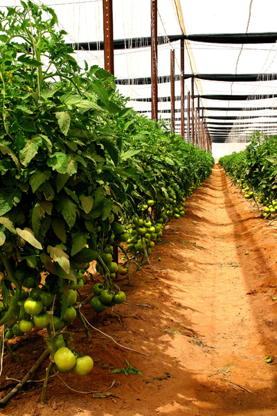 Tomatoes under Insect Screen, Retractable Shade and Overhead Trellising System.