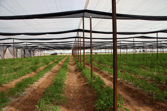 Tomatoes (young) under Insect Screen, Retractable Shade and Overhead Trellising System.