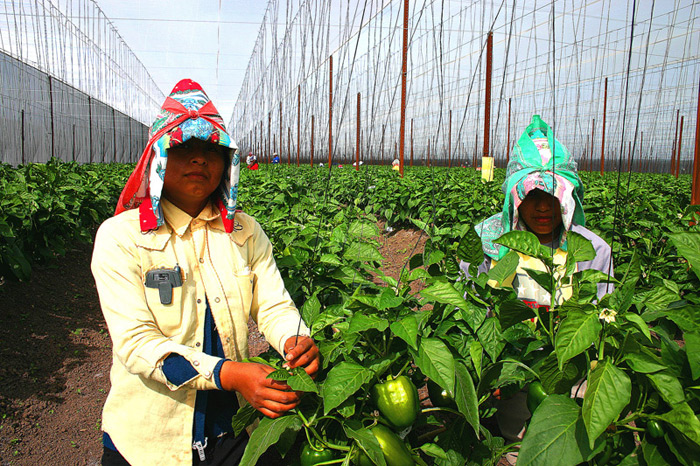 Workers apply the Overhead Trellis thread to the plant.