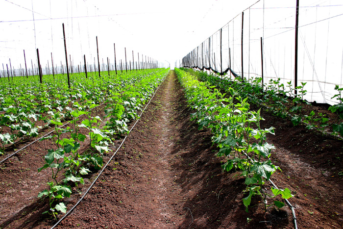Cucumber (early stage of growth) - under Screen.