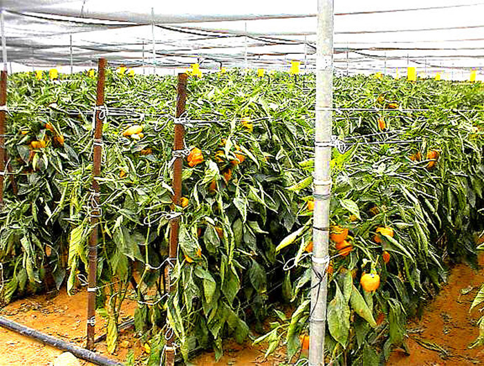 Yellow Peppers under Screen.