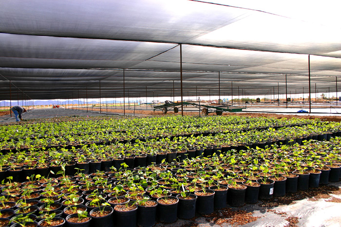 Nursery Shade for Potted Plants.